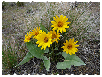 The Arrow-leaved Balsamroot covers the Okanagan hillsides in the spring