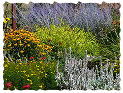 Xeriscape offers a wide variety of plant materials including perrenials and annuals