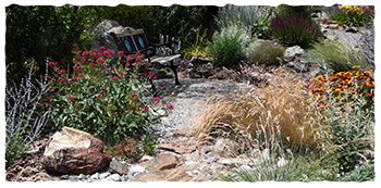 A xeriscape garden showing diverstiy of plants
