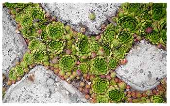 A xeriscape path