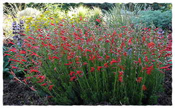 Group plants with similar watering needs together