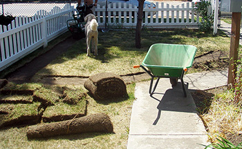 Removing the existing lawn to make way for the xeriscape garden