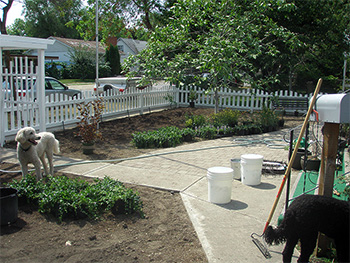 Planting begins- shrubs, grasses and perrenials 
