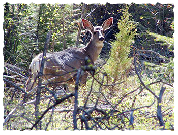 Wildlife in the Okanagan includes white-tailed and mule deer