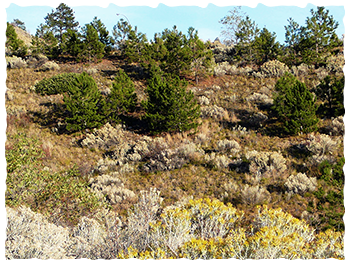 Natural vegetation of the Okanagan region of B.C.