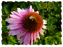echinacea is a perfect xeriscape plant for the Okanagan