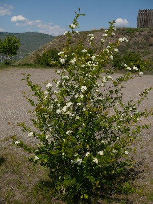 Columbian Hawthorne, May Tree