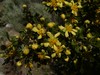 Antelope-brush