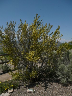 Antelope-brush
