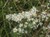 Tufted White Prairie Aster thumbnail
