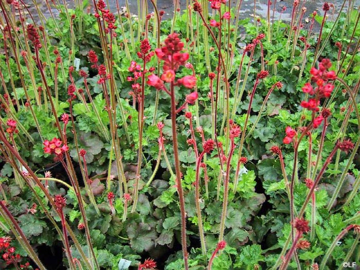 Red Coral Bells Okanagan Xeriscape Association