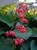 Red Coral Bells thumbnail