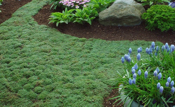 elfin creeping thyme ground cover