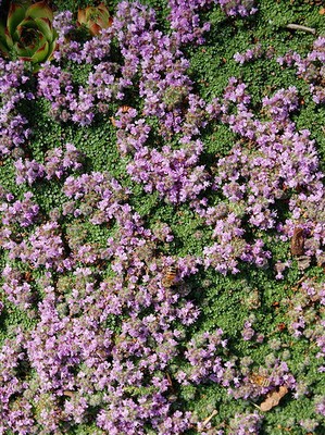 Elfin Thyme