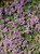 Elfin Thyme thumbnail