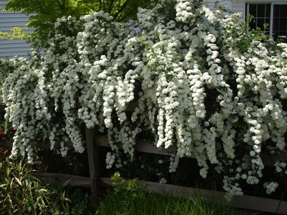 Bridle Wreath Spirea