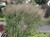 Heavy Metal Switch Grass thumbnail