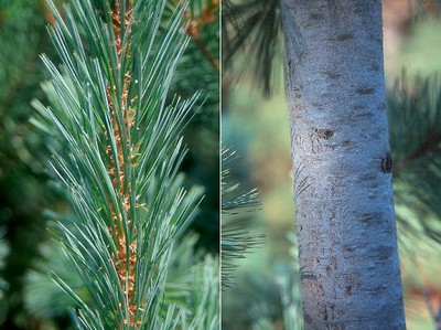Vanderwolfe's Limber Pine