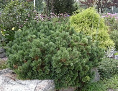 Pumilio Mugo Pine
