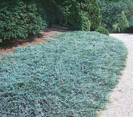 Blue Rug Juniper