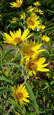 Maximillian's Sunflower