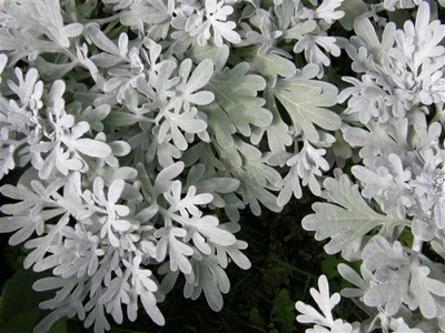 Silver Brocade Artemisia