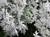Silver Brocade Artemisia thumbnail