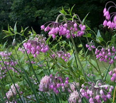 Nodding Onion