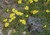Wooly Yarrow thumbnail