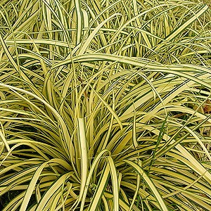 Variegated Japanese Sedge