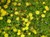 Yellow Hardy Ice Plant thumbnail