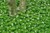 Sweet Woodruff thumbnail