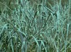 Dewey Blue Bitter Switch Grass