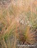 Prairie Dropseed