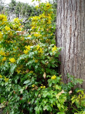 Oregon Grape Holly