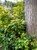 Oregon Grape Holly thumbnail