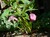 Lenten Rose (Hellebore) thumbnail