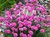 Thrift thumbnail