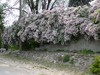 Beauty Bush