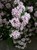 Beauty Bush thumbnail