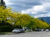 Thornless Honey Locust