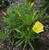 Missouri Evening Primrose thumbnail