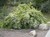 Mock Orange thumbnail