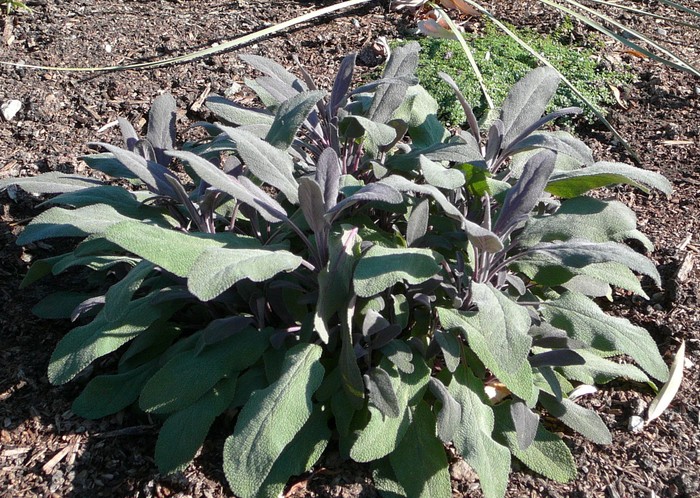 Garden Sage (herb) - Okanagan Xeriscape Association