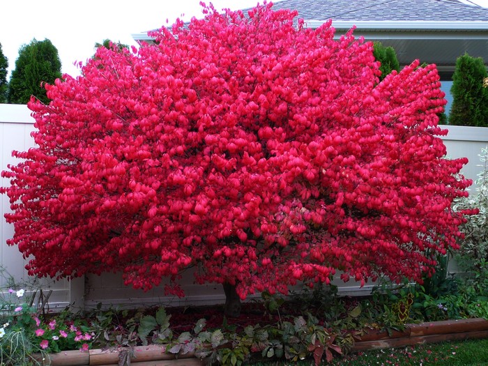 Burning Bush For Sale Buy Euonymus Alatus