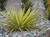 Gold Sword Yucca thumbnail
