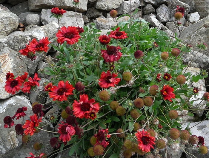 Burgundy Blanket Flower Okanagan Xeriscape Association