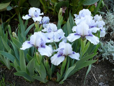 German Iris