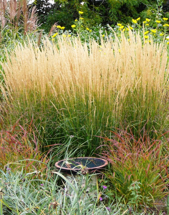 Feather Reed Grass - Okanagan Xeriscape Association