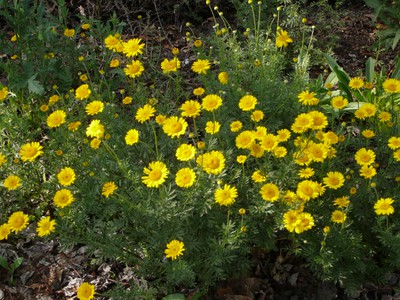 Perennial Marguerite Daisy